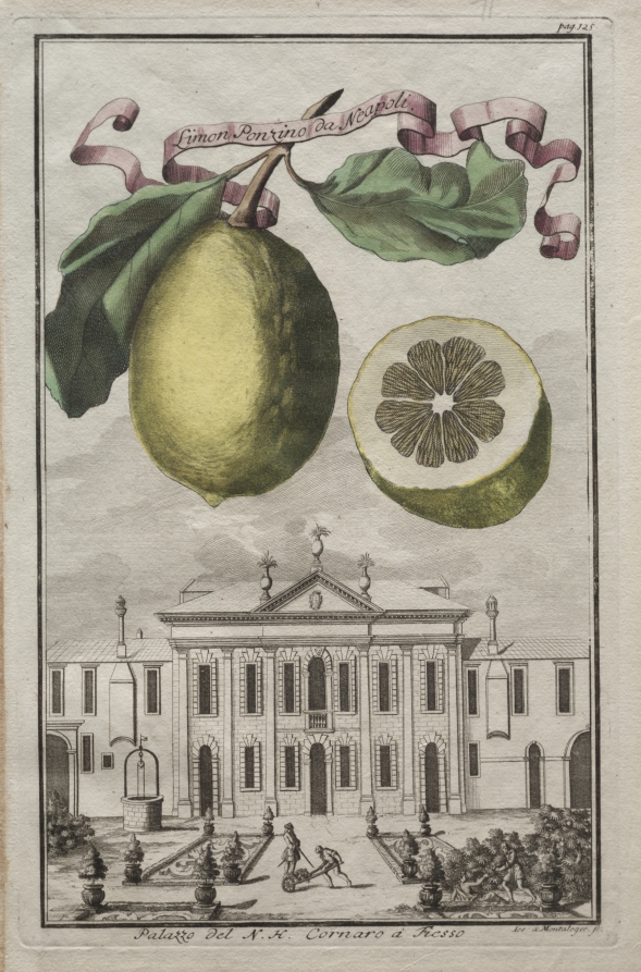 Nuremberg Hesperides: No. 125 - Limon Ponzino from Naples. Palace of the Most Noble Cornaro at Fiesso